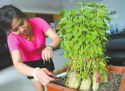 遥真菜在线观看 第3张 遥真菜在线观看 第3张